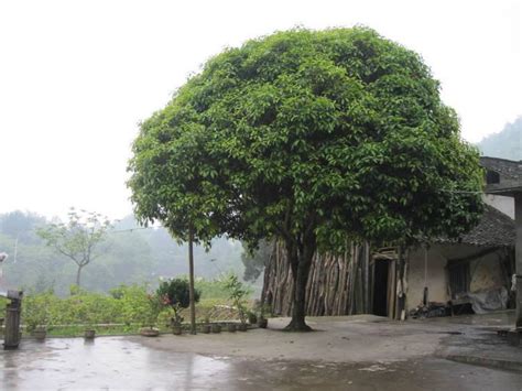 橄榄树风水|栽在门前的风水树有哪些